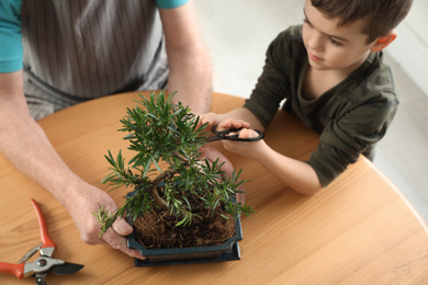 Photo of Senior man with little grandson taking care of Japanese bonsai plant indoors, above view. Creating zen atmosphere at home