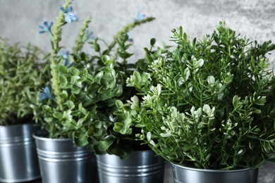 Photo of Different aromatic potted herbs near grey wall, closeup