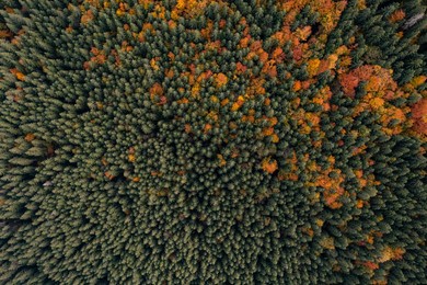 Image of Aerial view of beautiful forest on autumn day