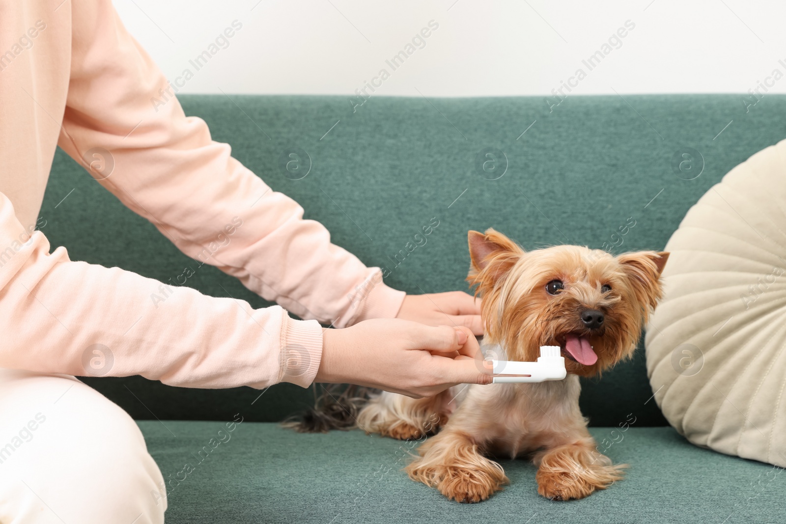 Photo of Woman brushing dog's teeth on couch, closeup