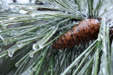 Photo of Pine branch with cone in ice glaze outdoors on winter day, closeup