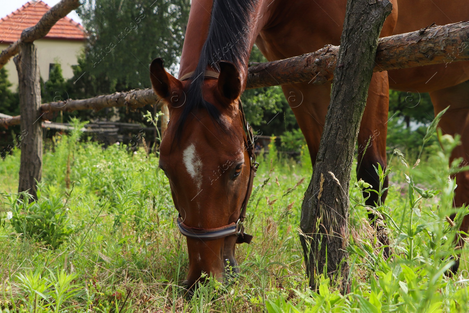 Photo of Beautiful horse grazing on green grass in paddock outdoors