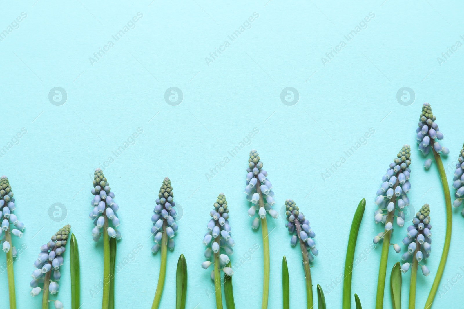 Photo of Flat lay composition with spring muscari flowers on color background, space for text