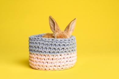 Adorable furry Easter bunny hiding in basket on color background