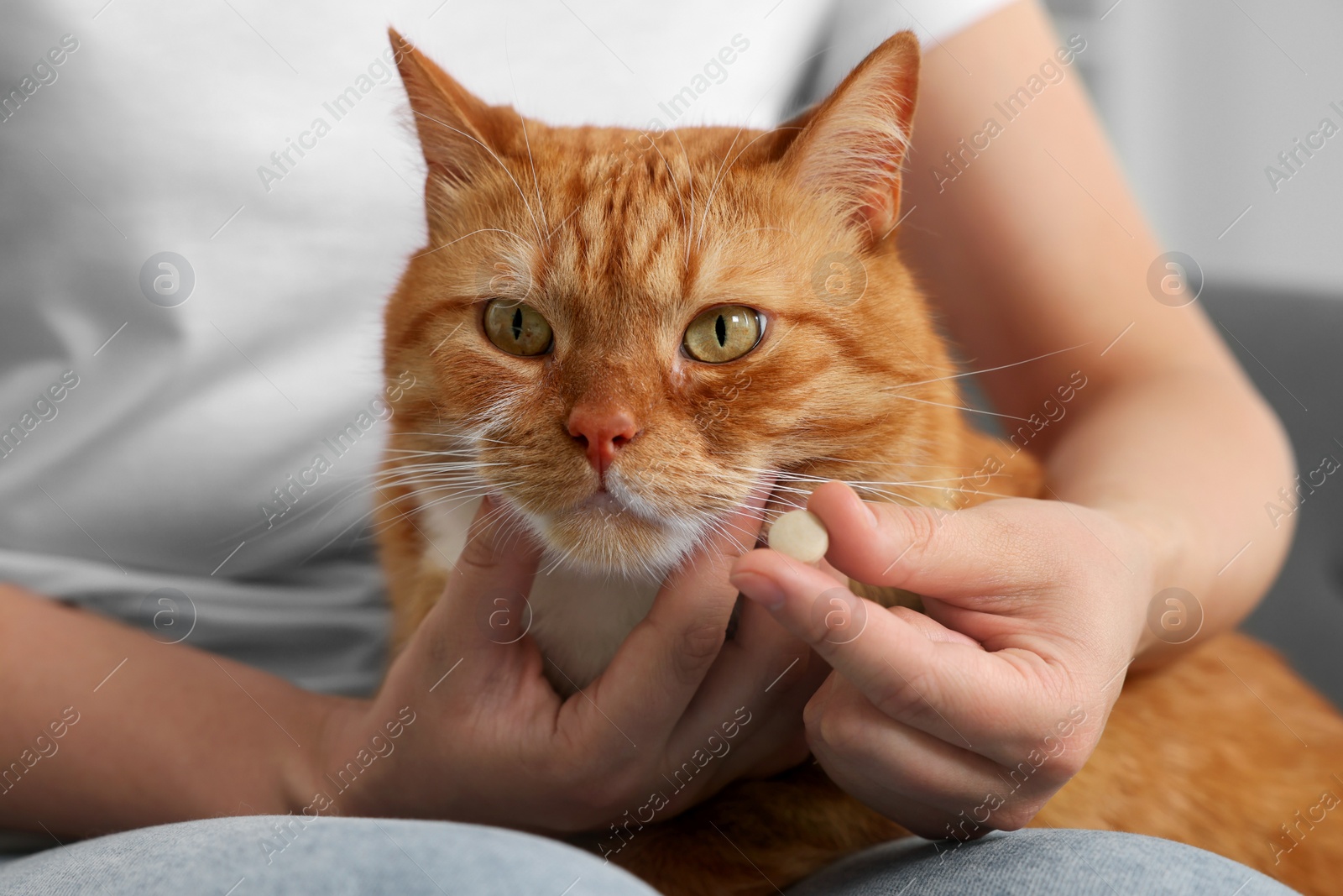 Photo of Woman giving vitamin pill to cute cat indoors, closeup