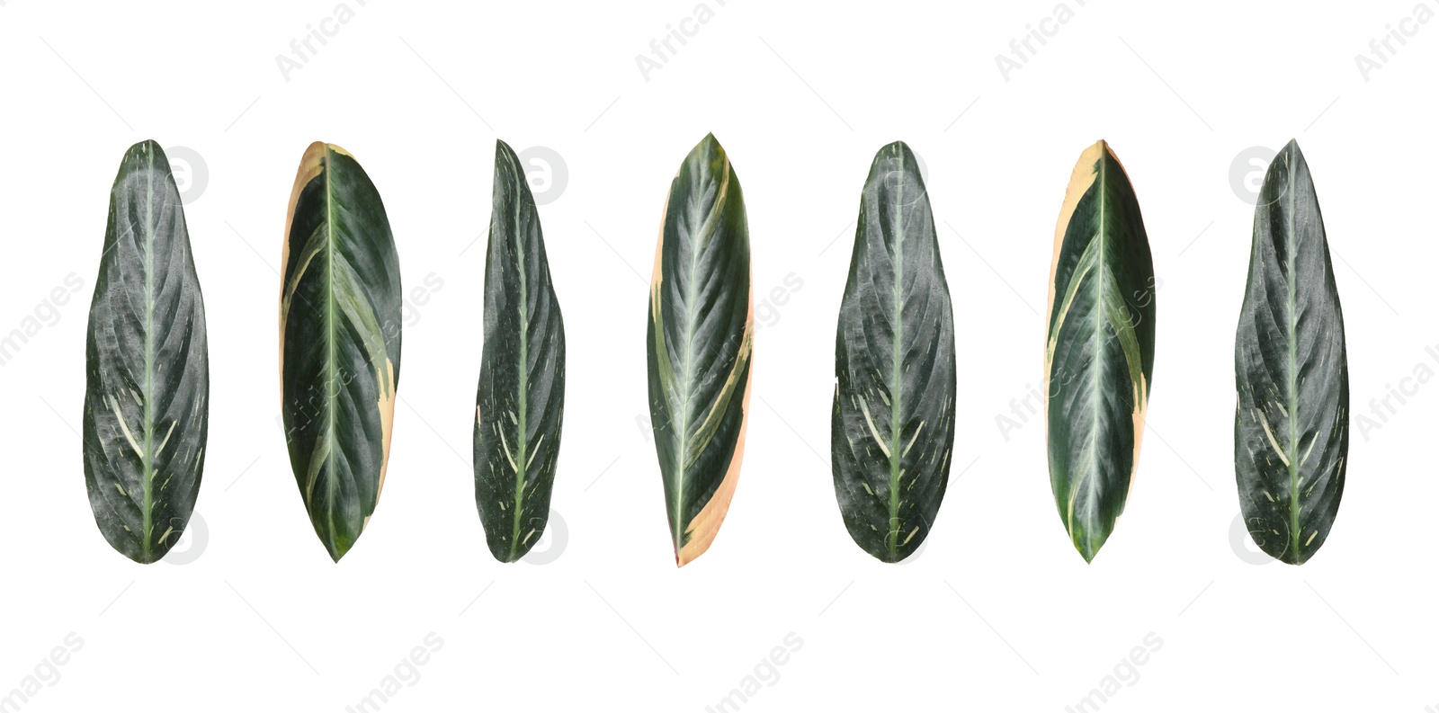 Image of Set with leaves of tropical stromanthe plant on white background. Banner design