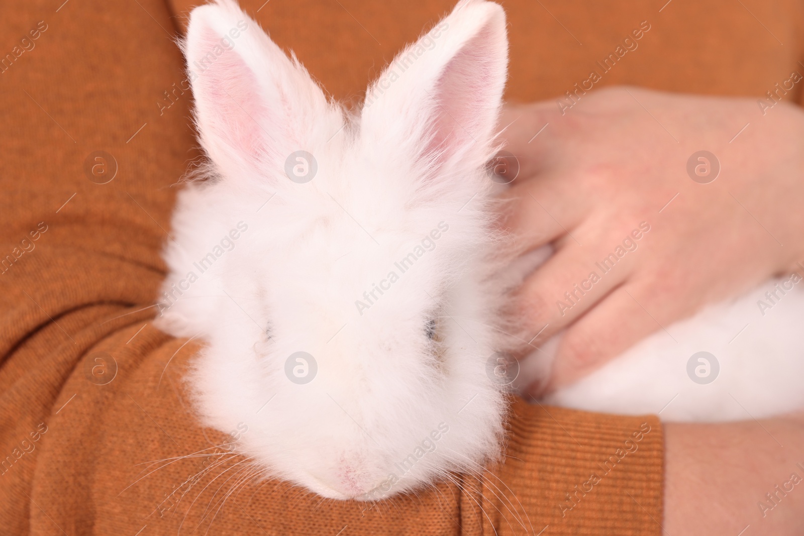 Photo of Man with fluffy white rabbit, closeup. Cute pet