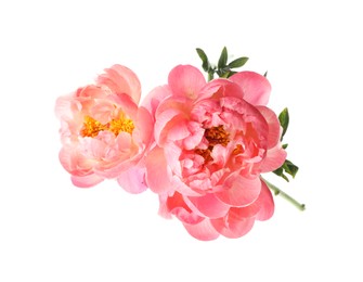 Photo of Beautiful blooming pink peonies isolated on white