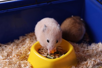 Cute little fluffy hamster eating in cage