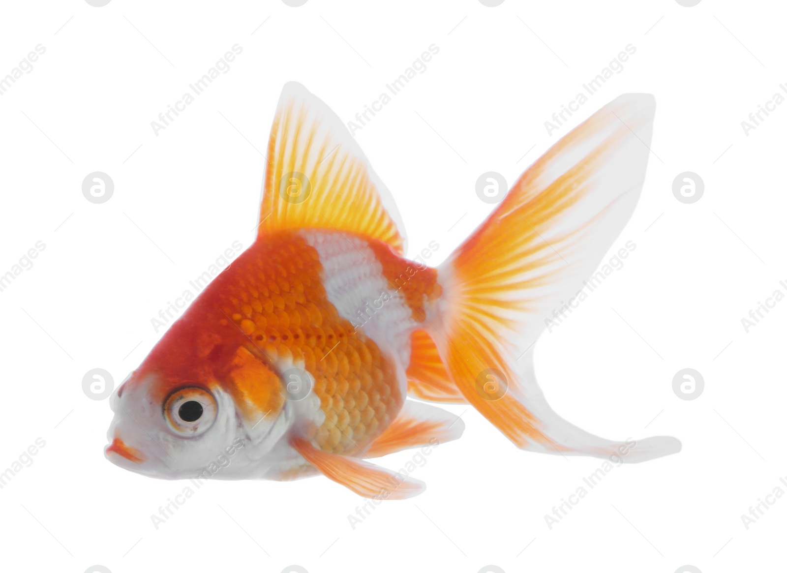 Photo of Beautiful bright small goldfish isolated on white