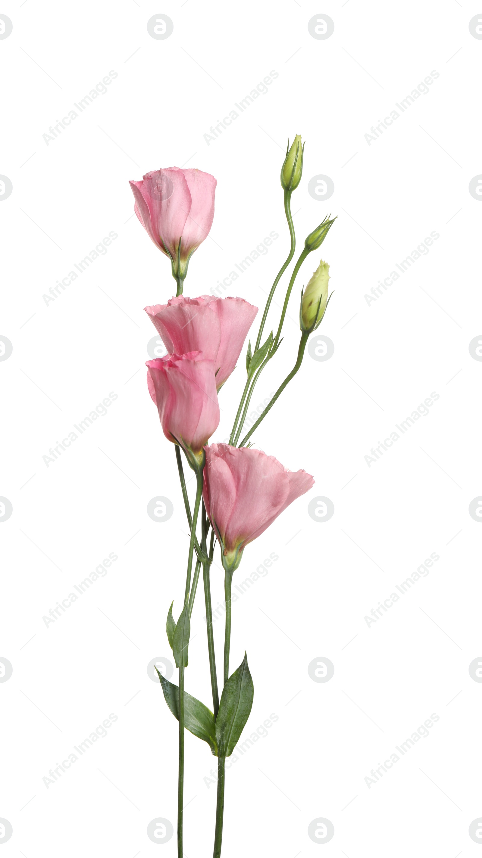 Photo of Beautiful fresh Eustoma flowers isolated on white