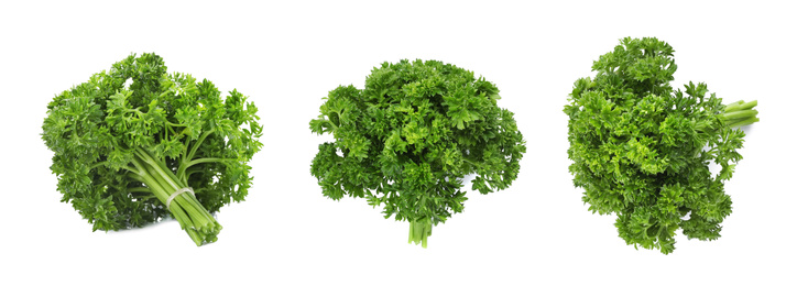 Image of Set of green curly parsley on white background. Banner design