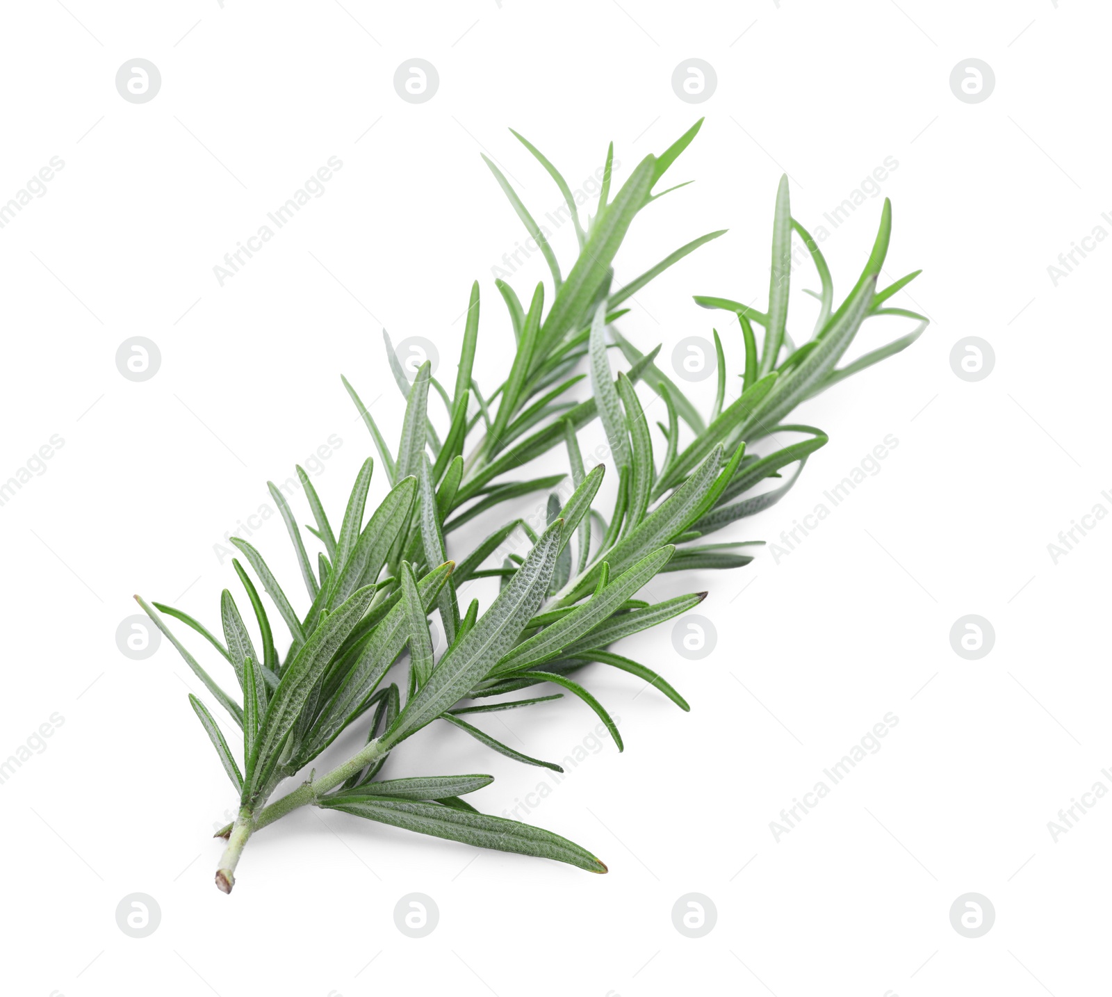 Photo of Fresh green rosemary twigs isolated on white