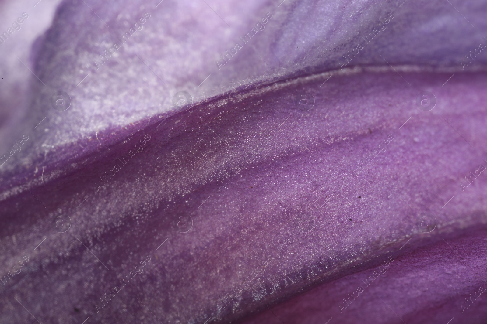 Photo of Beautiful purple Clematis flower as background, macro view