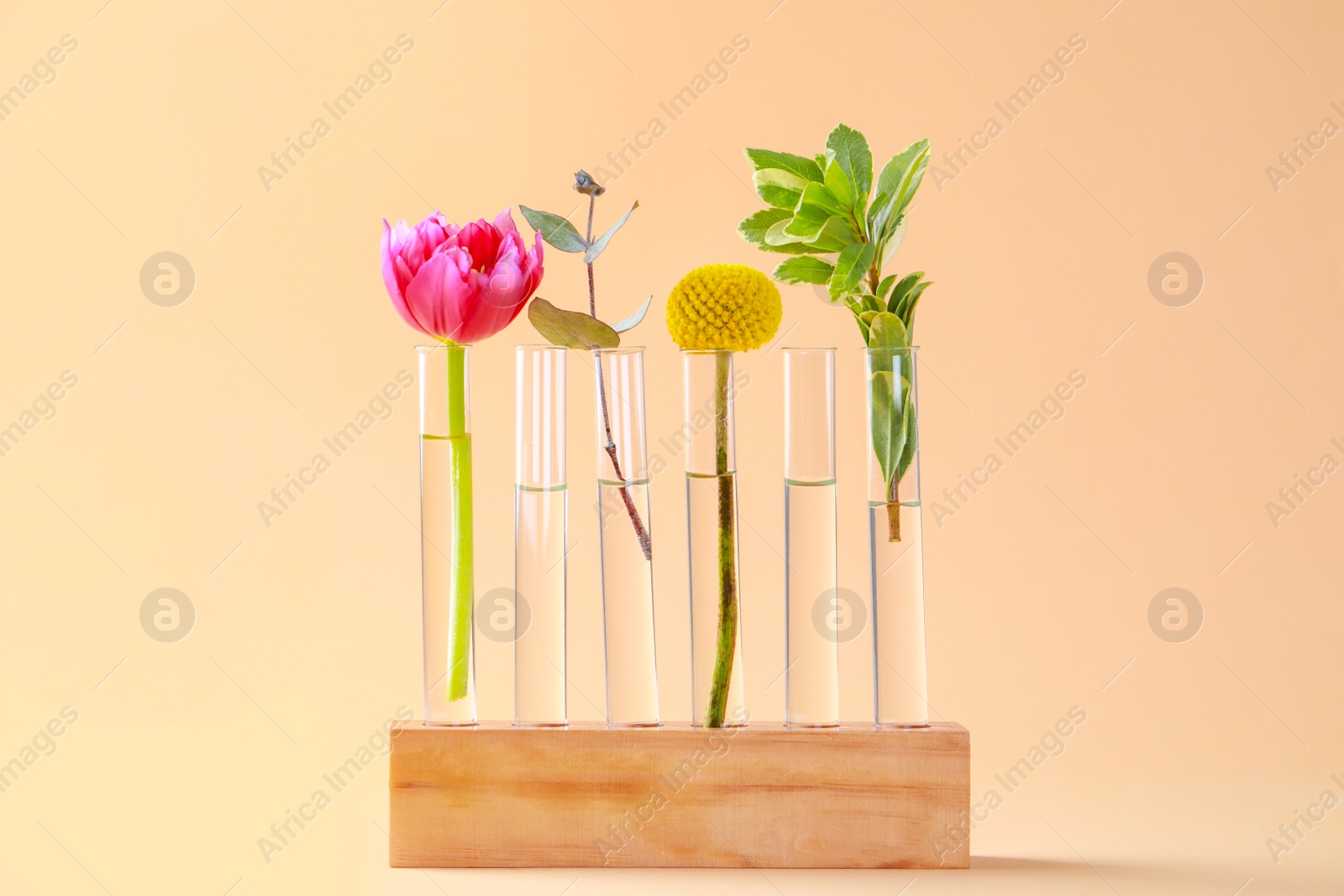 Photo of Test tubes with different plants in wooden stand on beige background