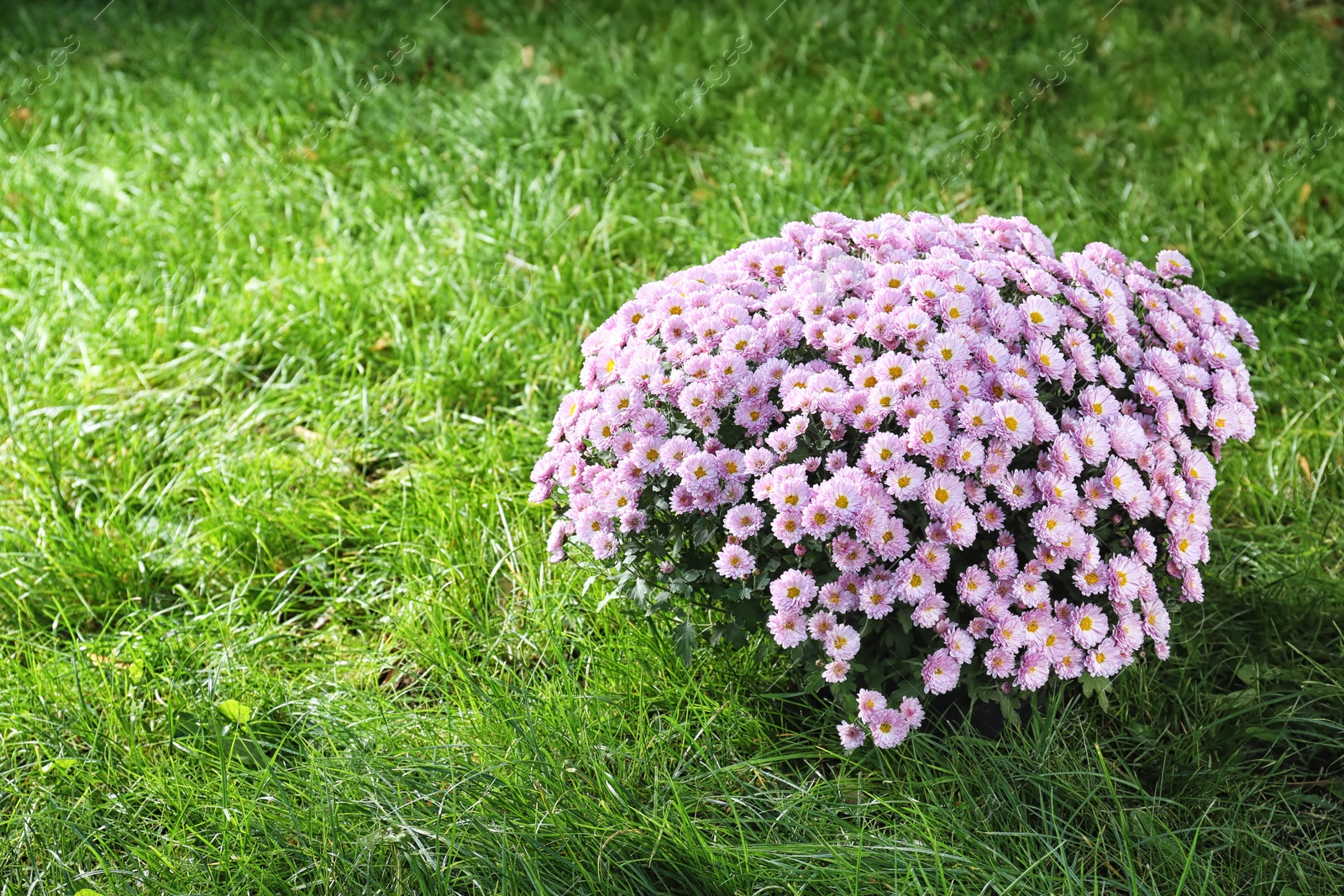 Photo of Beautiful colorful chrysanthemum flowers on green grass. Space for text