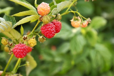 Photo of Beautiful raspberry branch with ripening berries in garden, closeup. Space for text