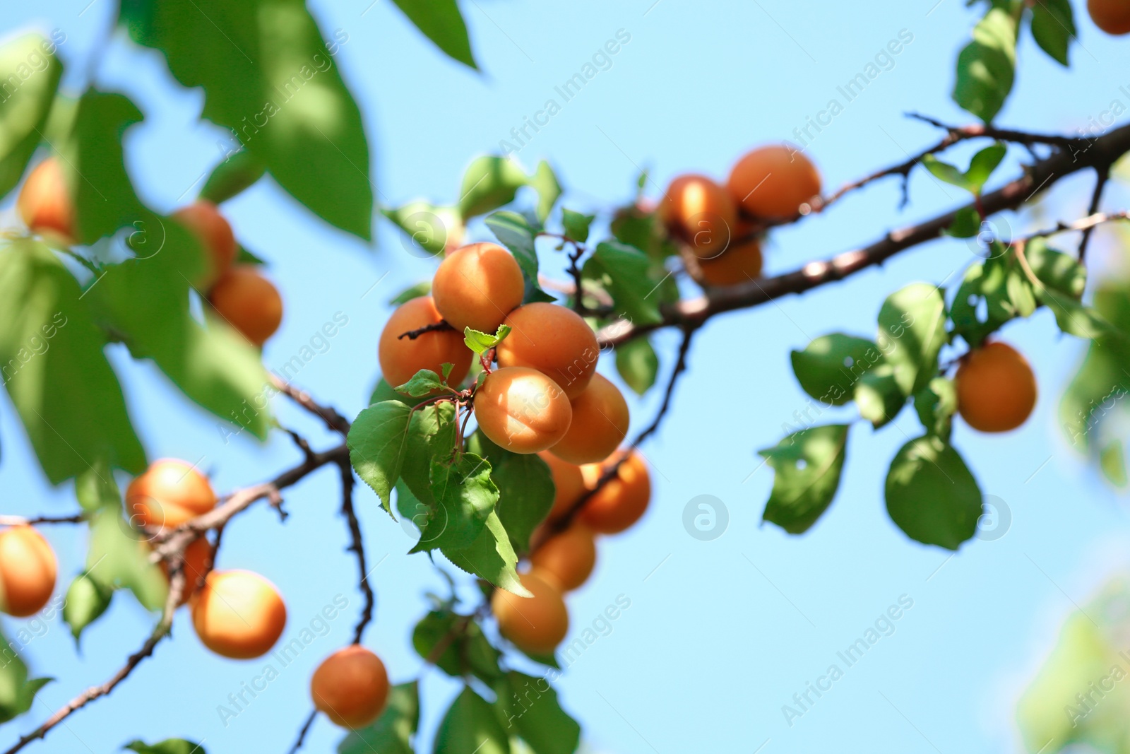 Photo of Many delicious ripe apricots on tree outdoors