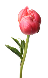 Beautiful pink peony bud isolated on white