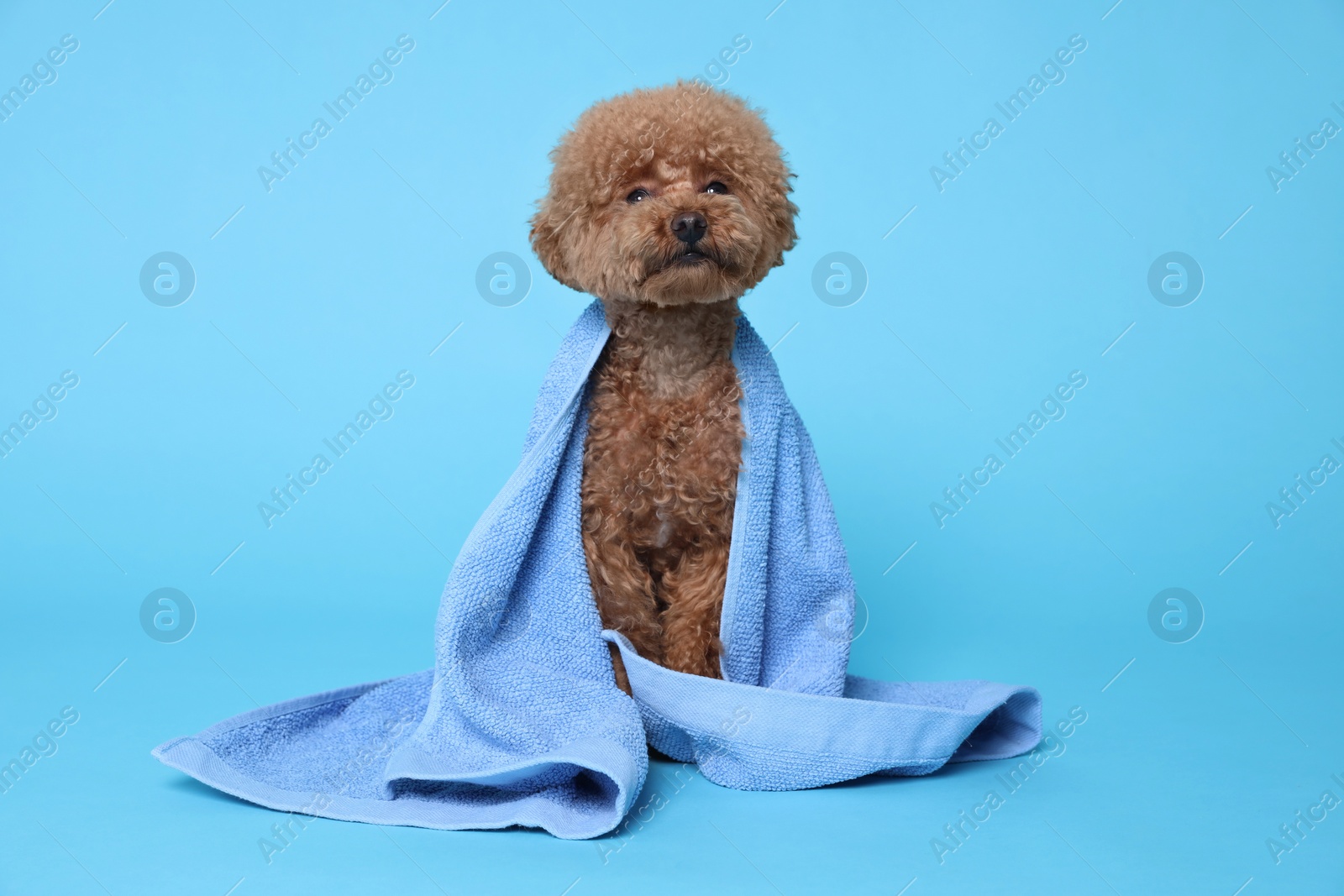 Photo of Cute Maltipoo dog wrapped in towel on light blue background