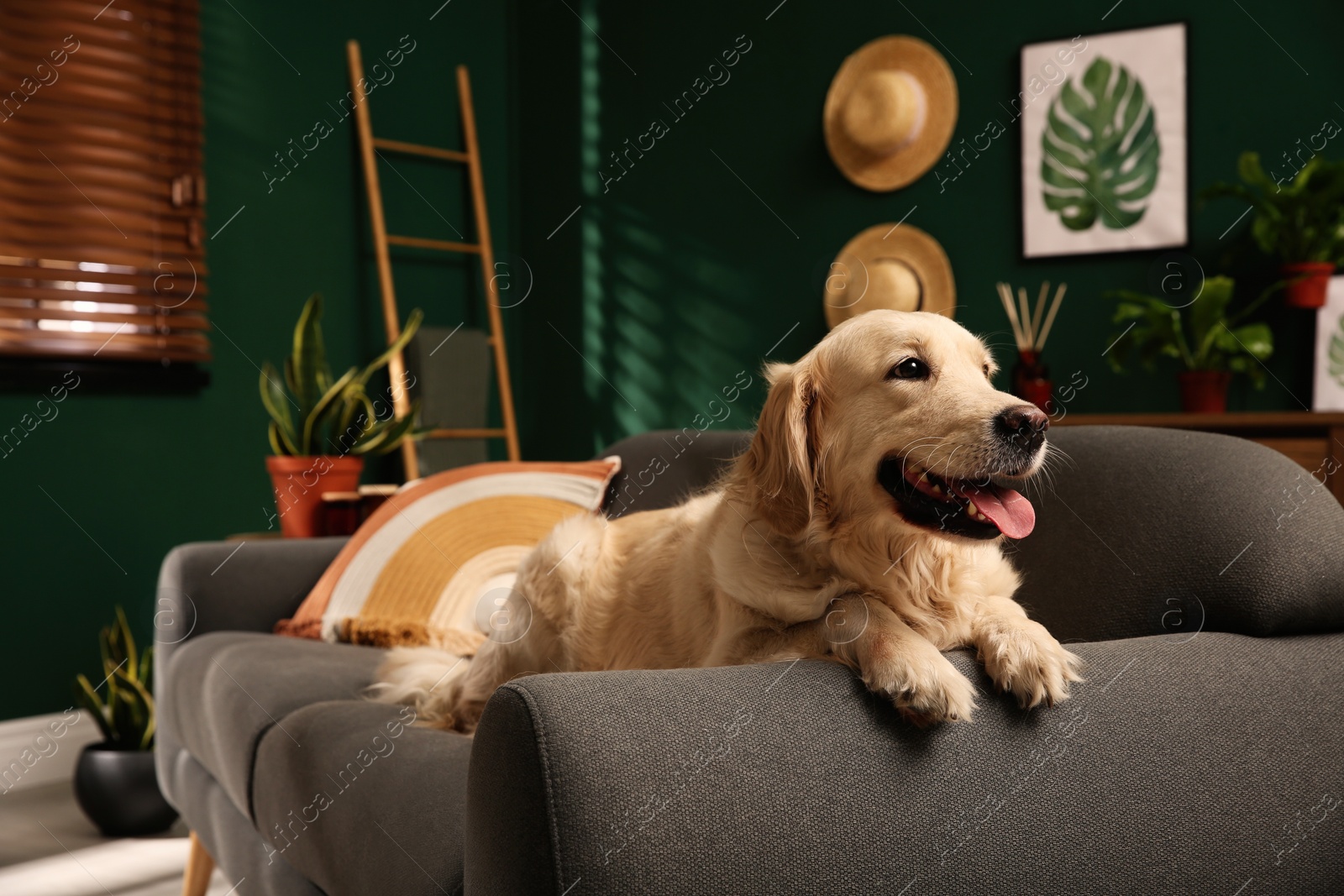 Photo of Cute Golden Labrador Retriever on couch. Modern living room interior