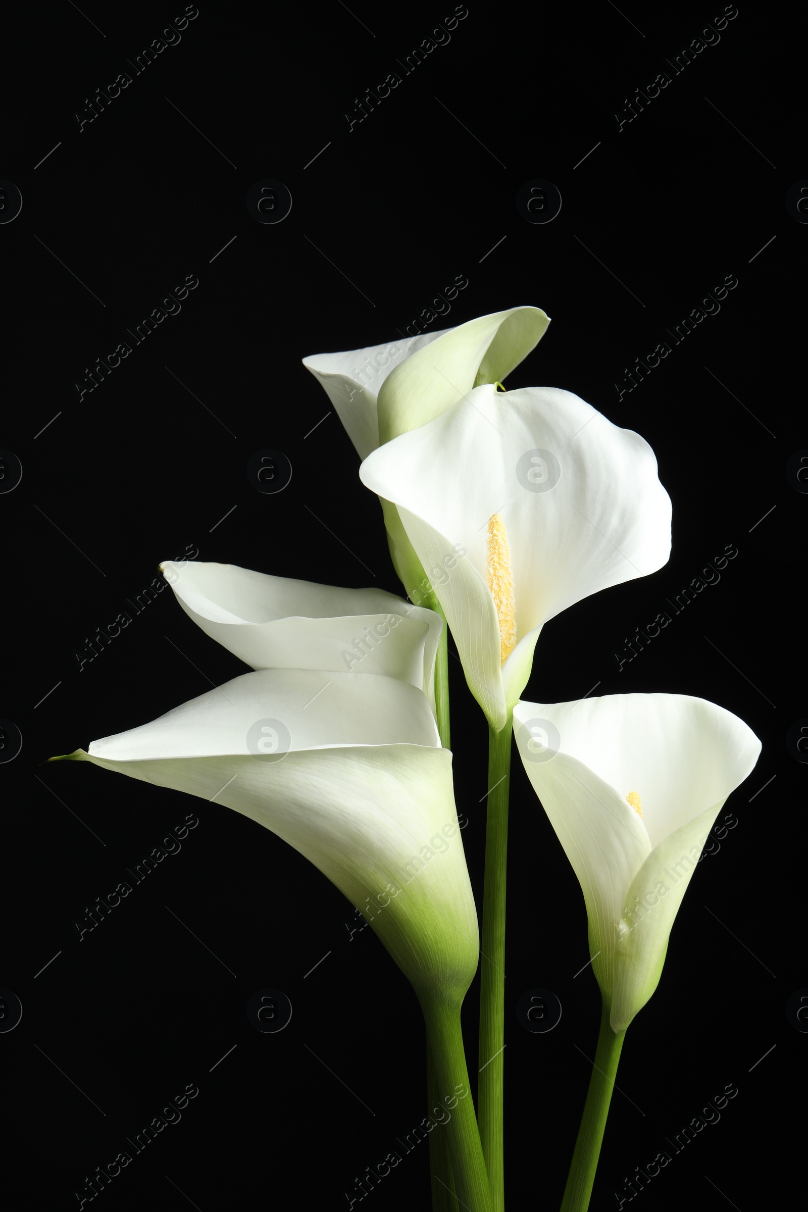 Photo of Beautiful calla lily flowers on black background