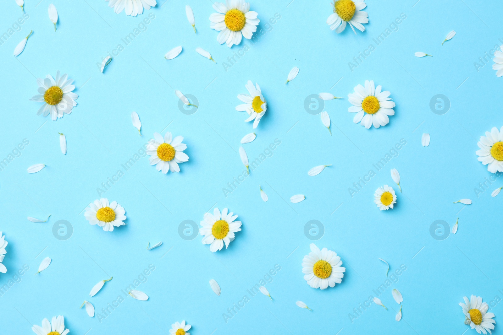 Photo of Flat lay composition with fresh chamomiles on light blue background