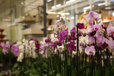 Assortment of beautiful orchid flowers at floral shop