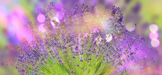 Beautiful lavender flowers outdoors, bokeh effect. Banner design 