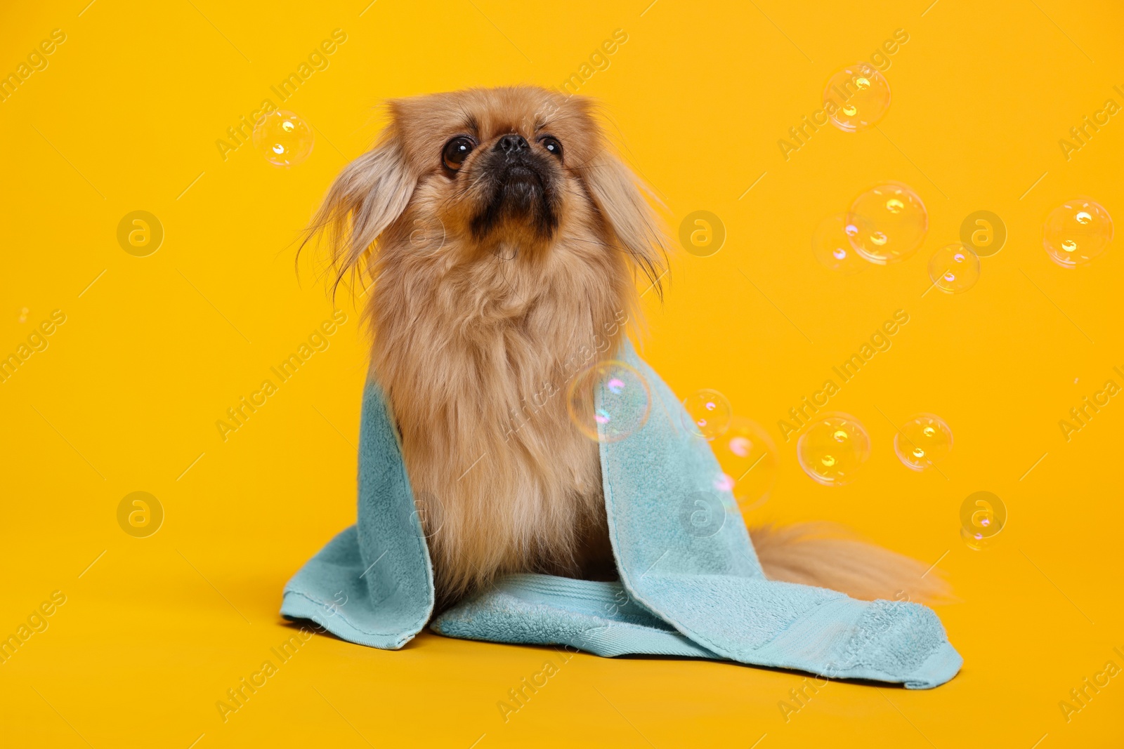 Photo of Cute Pekingese dog wrapped in towel and bubbles on orange background. Pet hygiene