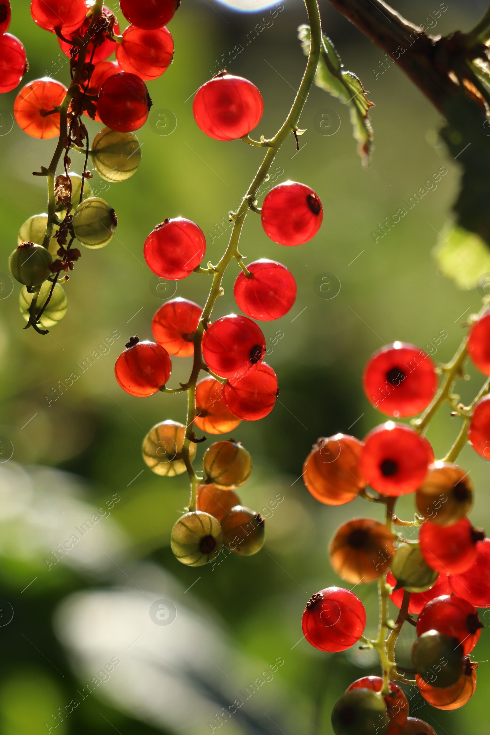 Photo of Closeup view of red currant bush with ripening berries outdoors on sunny day