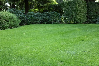 Photo of Beautiful lawn with green grass on sunny day