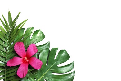 Photo of Flat lay composition with tropical leaves and Hibiscus flower on white background. Space for text