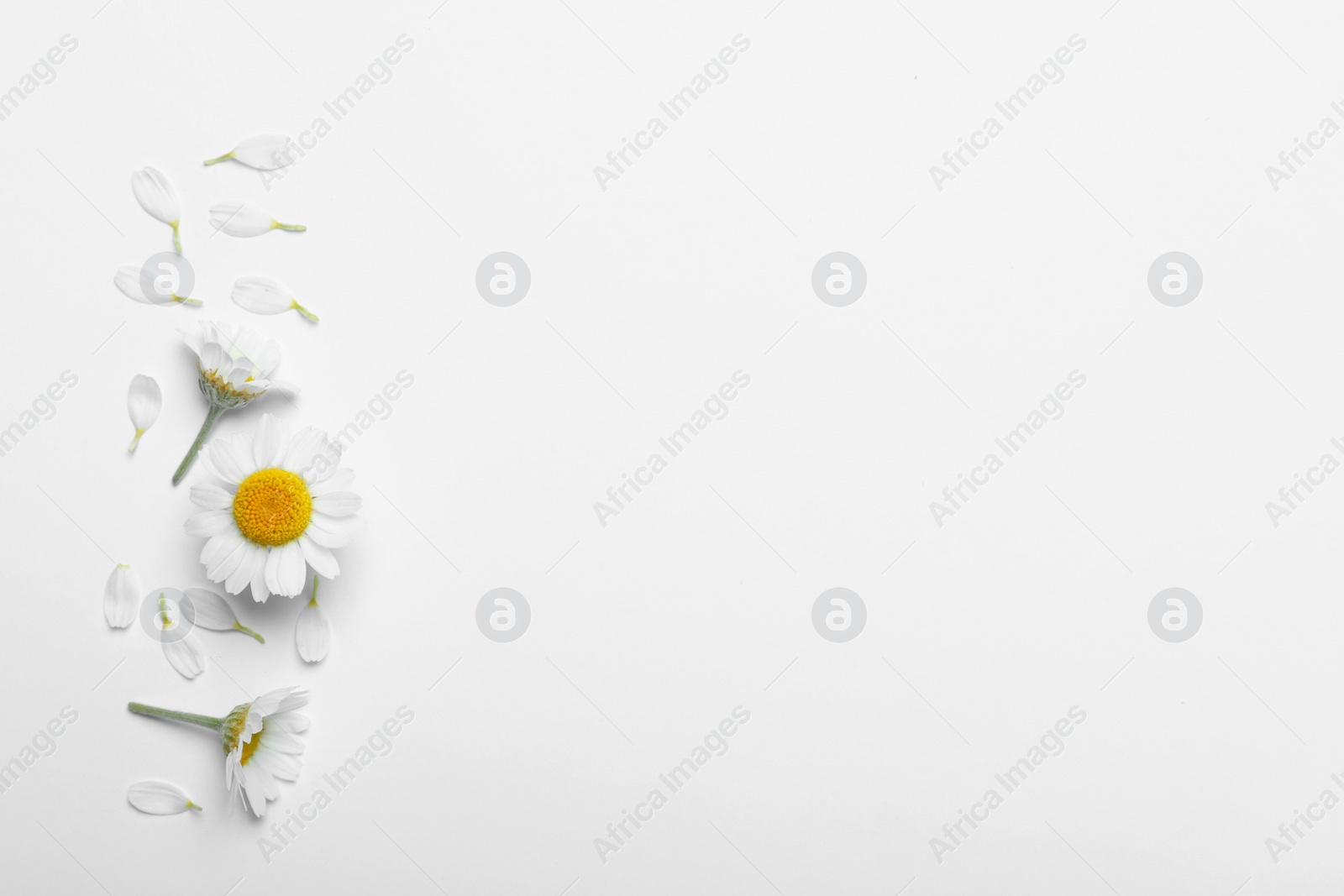 Photo of Flat lay composition with fresh chamomiles on white background. Space for text