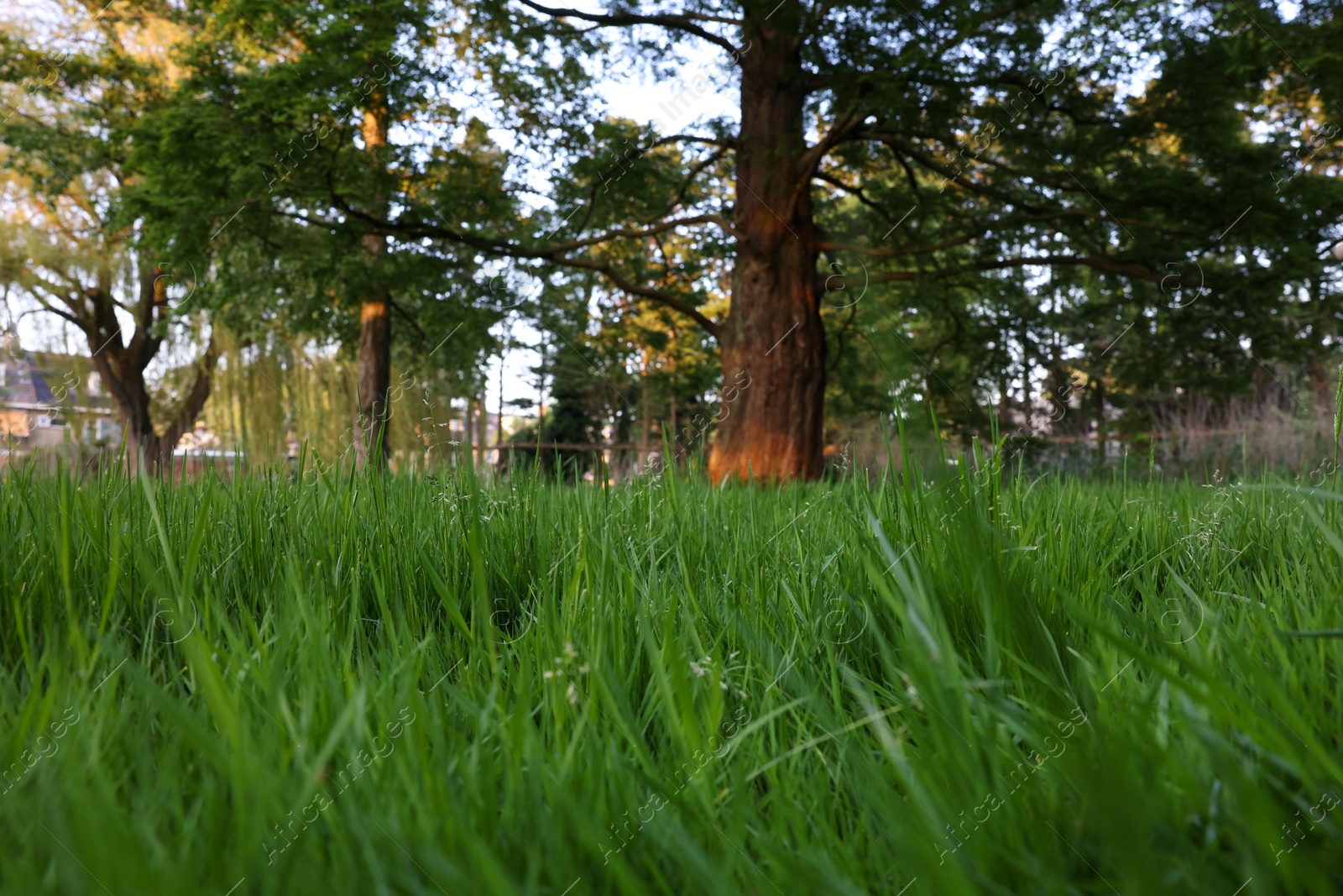 Photo of Beautiful view of green grass in park