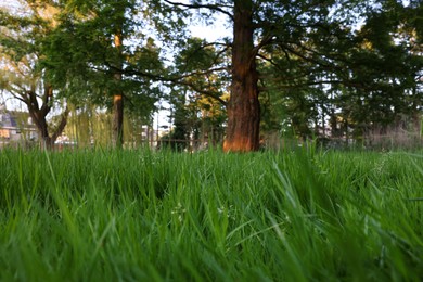 Photo of Beautiful view of green grass in park