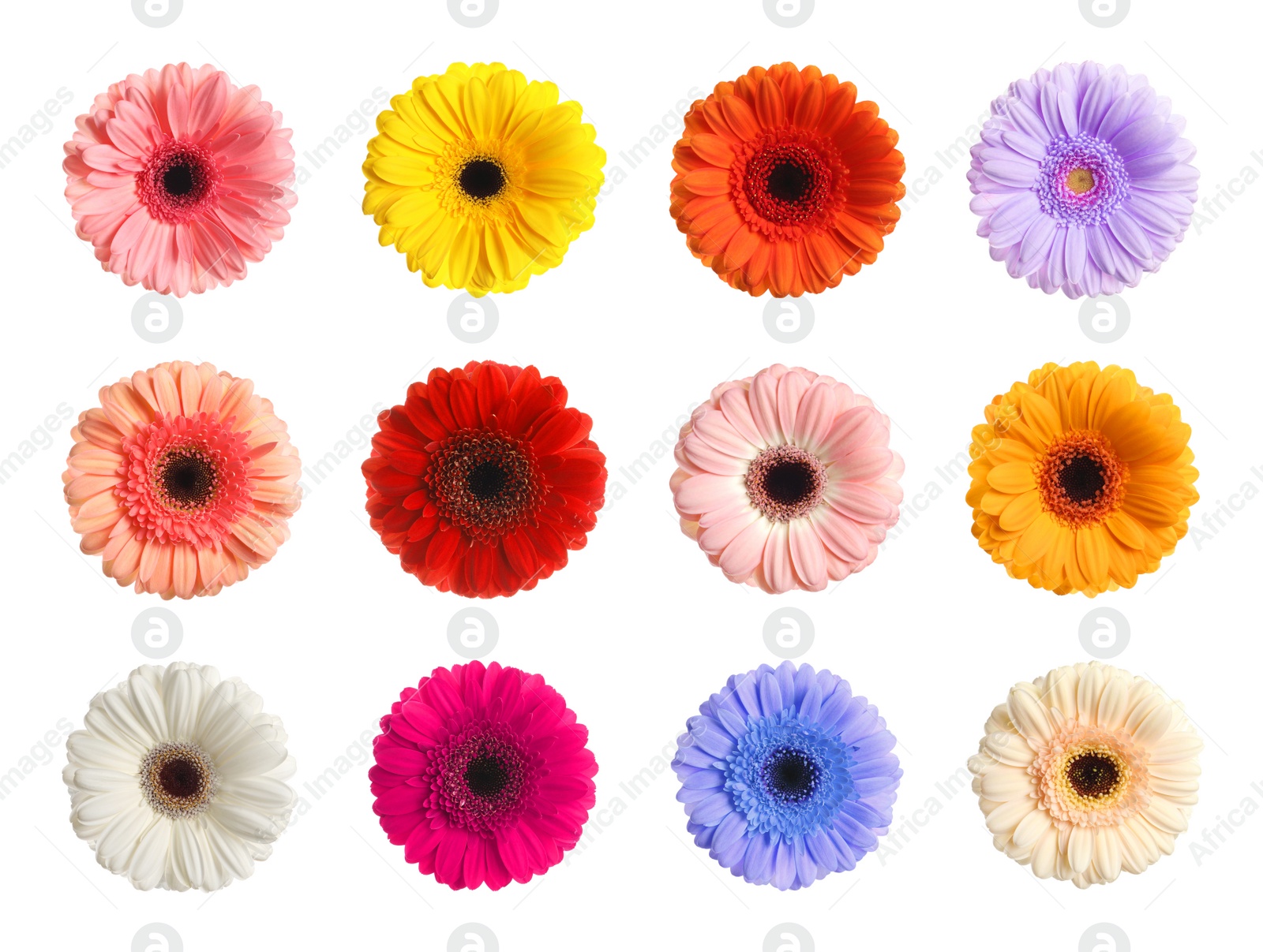 Image of Set with different beautiful gerbera flowers on white background