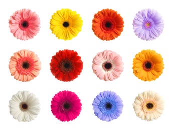 Set with different beautiful gerbera flowers on white background