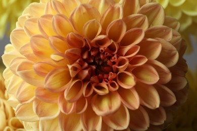 Photo of Beautiful orange dahlia flower as background, closeup
