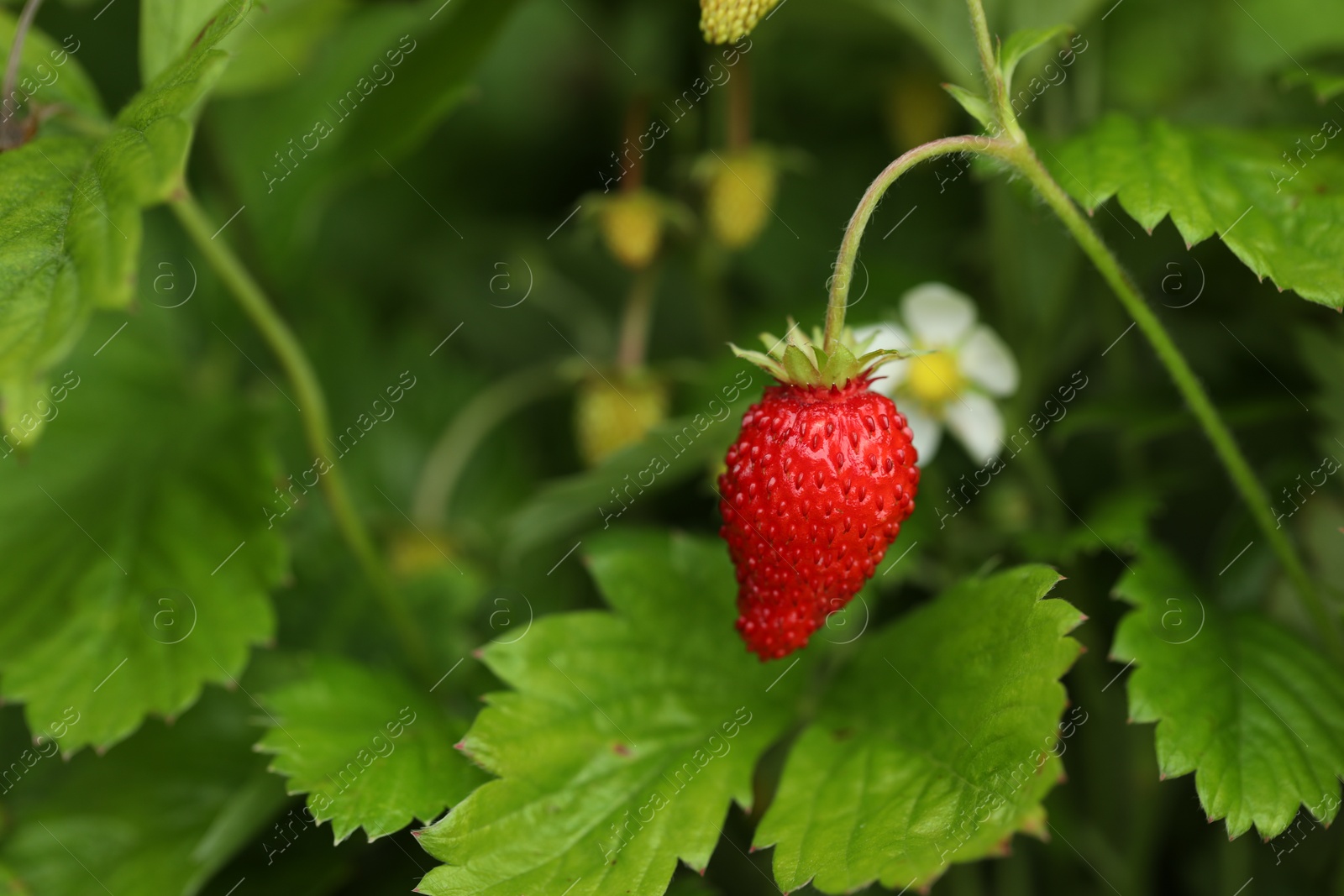 Photo of Ripe wild strawberry growing outdoors, space for text. Seasonal berries