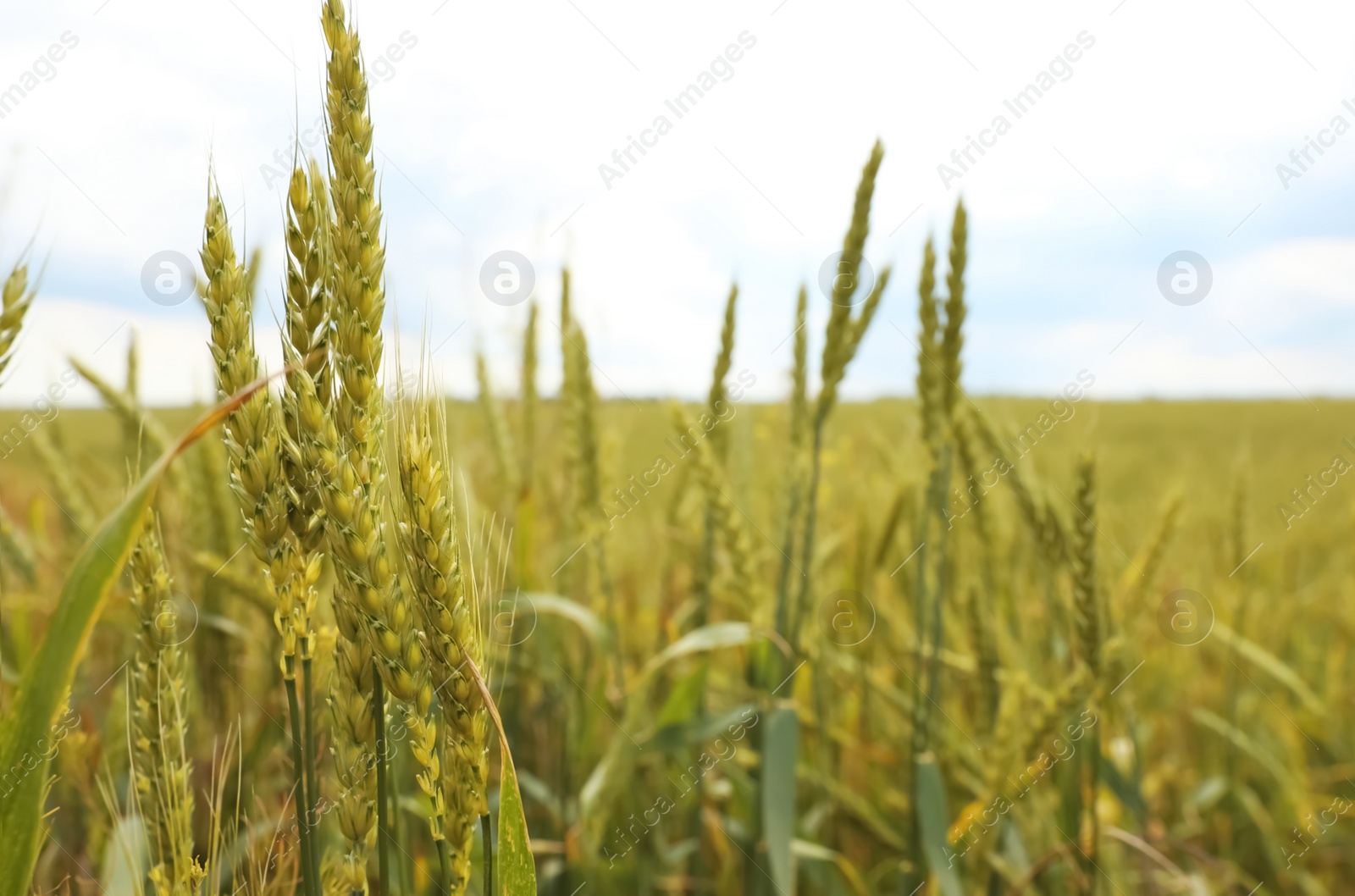 Photo of Agricultural field with ripening cereal crop on cloudy day, closeup