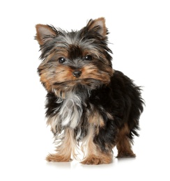 Cute Yorkshire terrier puppy on white background. Happy dog