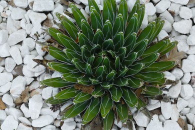Photo of Beautiful green agave growing outdoors, top view. Succulent plant