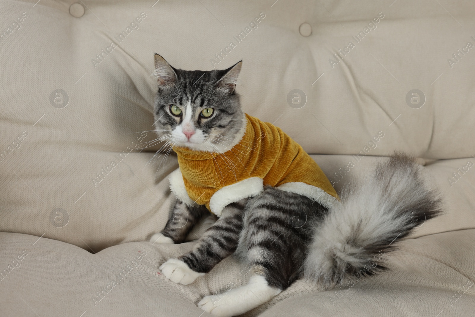 Photo of Cute cat in warm sweater on sofa indoors