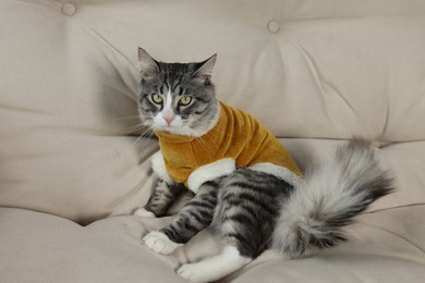 Cute cat in warm sweater on sofa indoors