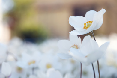 Photo of Beautiful blossoming Japanese anemone flowers outdoors on spring day