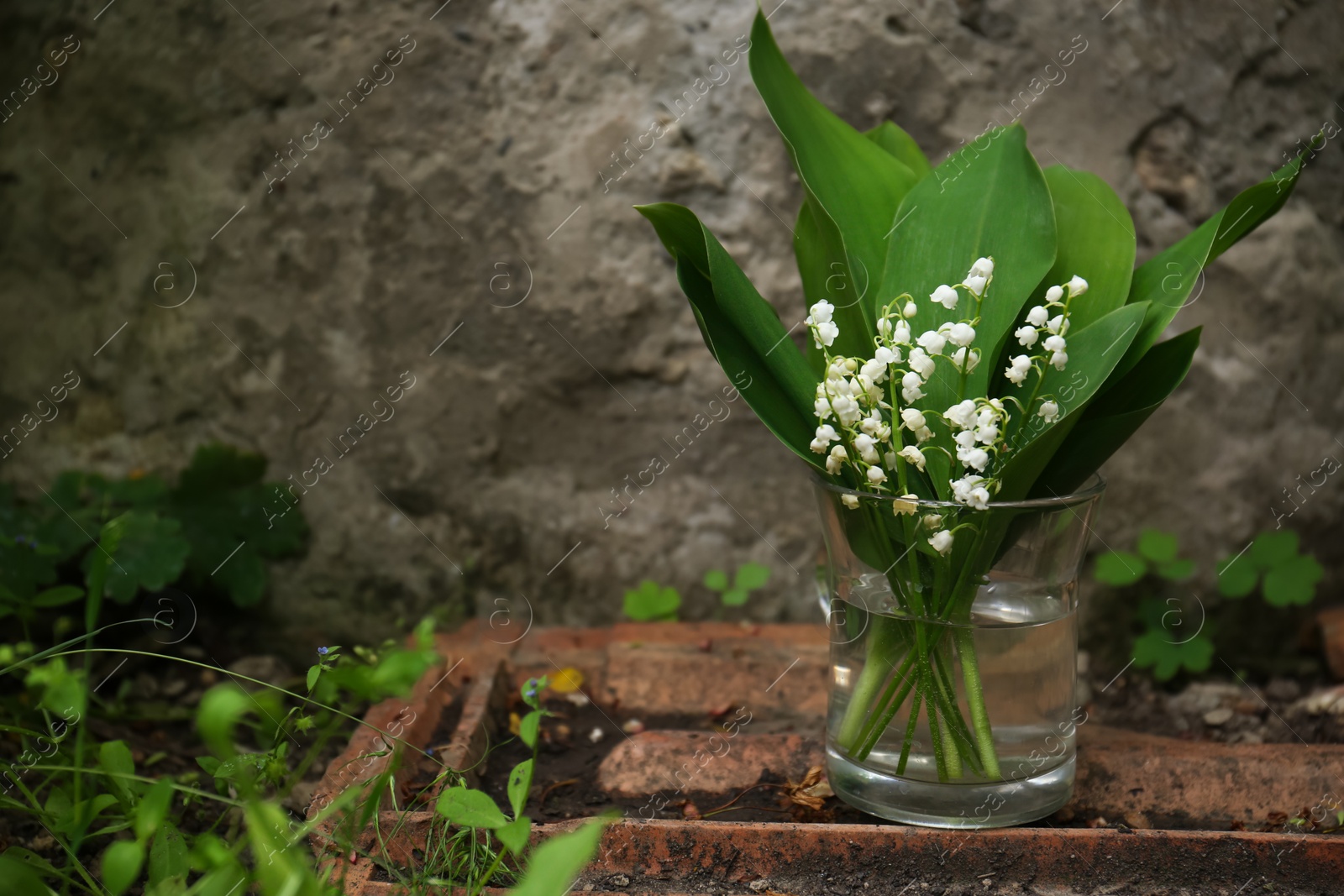 Photo of Beautiful lily of the valley flowers in glass vase on stone parapet outdoors, space for text