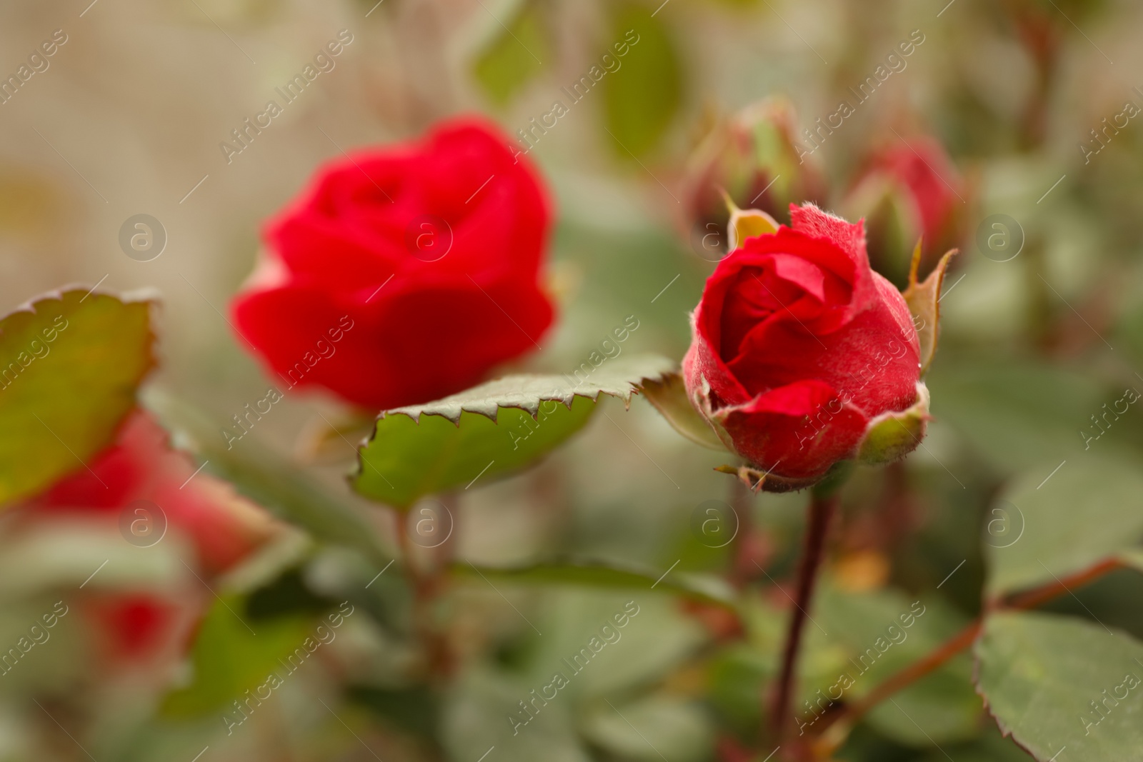 Photo of Closeup view of beautiful blooming red rose bush outdoors