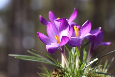 Photo of Fresh purple crocus flowers growing in spring forest