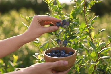 Photo of Woman with bowl picking up wild blueberries outdoors, closeup. Seasonal berries